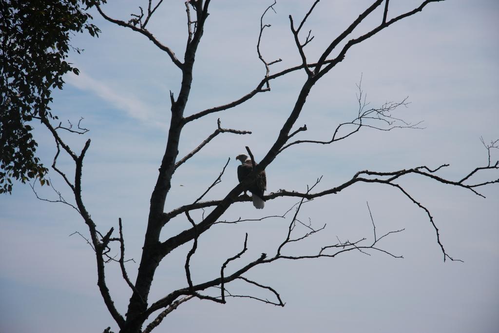 Tofte Cliff Dweller On Lake Superior מראה חיצוני תמונה